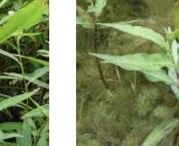 פוליגון ימי - Polygonum hydropiper
