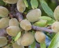 שקד מתוק - Prunus dulcis