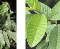 גויובה (עלים) - Psidium guajava (leaves)
