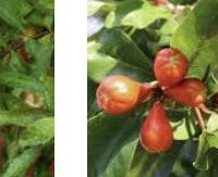 רימון חמוץ - Punica granatum (sour)