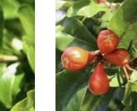 עלי רימון חמוץ מתוק - Punica granatum (sweet-sour leaves)