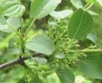 אשחר - Rhamnus cathartica
