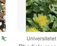 רודיולה - Rhodiola rosea