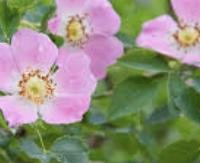 ורד הכלב - Rosa canina