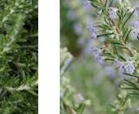 רוזמרין - Rosmarinus officinalis
