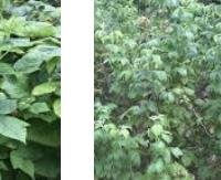 עלי פטל - Rubus idaeus