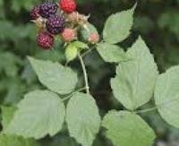 פטל שחור - Rubus occidentalis
