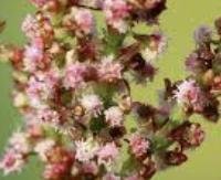 חומעה (חמציץ הגינה) - Rumex acetosa