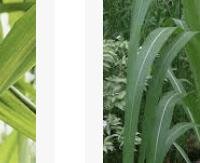 עלי קנה סוכר - Saccharum officinarum (leaves)