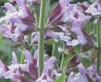 מרווה - Salvia officinalis