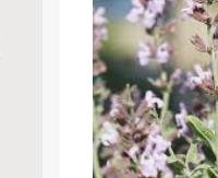 מרוה משולשת - Salvia triloba