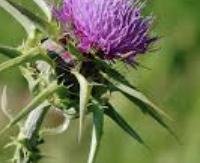 גדילן מצוי - Silybum marianum