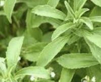 סטיוויה - Stevia rebaudiana