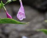 עלי סטרוביולנטס - Strobilanthes cusia