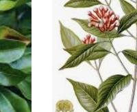 ציפורן (מסמרי ציפורן) - Syzygium aromaticum