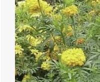 פלאן (ציפורני חתול, טגטס) - Tagetes erecta