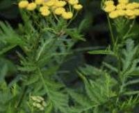 טנסי - Tanacetum vulgare