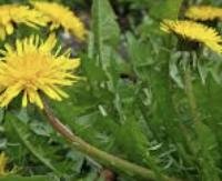 הרדופנין הצהוב - Taraxacum officinale (Dandelion)