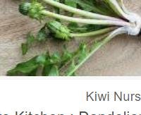 שורש הרדופנין (דנדליון) - Taraxacum officinale root