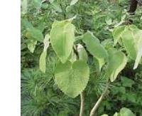 טרפנאטה - Tetradenia cordata
