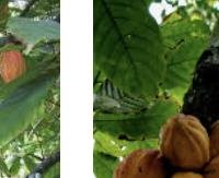 קקאו - Theobroma cacao