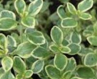 כורנית לימונית - Thymus citriodorus