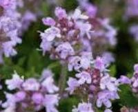 קורנית זוחלת - Thymus serpyllum