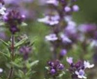 טימין (קורנית) - Thymus vulgaris