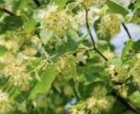 טיליה אירופית - Tilia platyphyllos