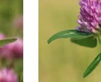 תלתן אדום - Trifolium pratense