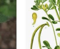 חילבה - Trigonella foenum-graecum