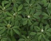 חילבה הימלאית - Trigonella foenum-graecum (Himalayan)