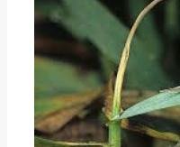 עשב חיטה - Triticum aestivum (shoots)