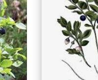 אוכמנית כחולה - Vaccinium myrtillus