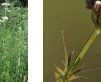 שורש ולריאן - Valeriana officinalis