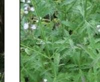 ורבנה רפואית - Verbena officinalis
