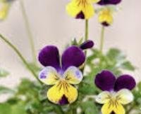 אמנון ותמר רפואי (ויולה טריקולור) - Viola tricolor
