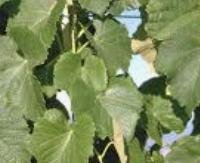 עלי גפן - Vitis vinifera leaves