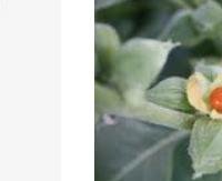שורש אשווגנדה הודי - Withania somnifera (Indian root)
